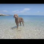 In Near Sea 아파트 실로